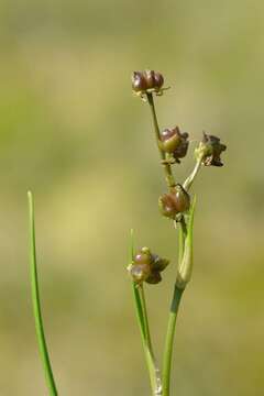 Image of pod-grass family