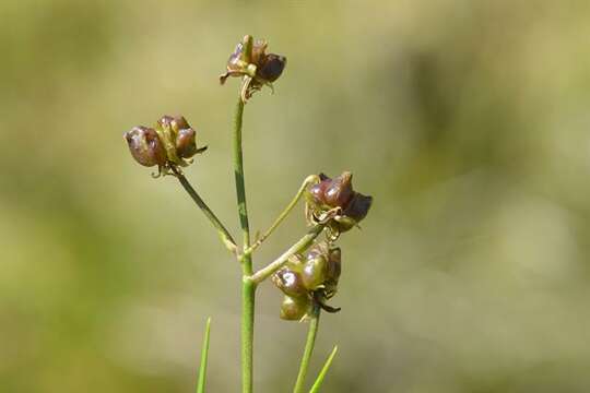 Image of pod-grass family