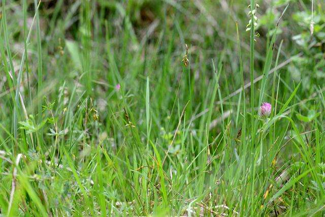 Image of Flea Sedge