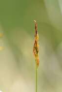 Image of Flea Sedge