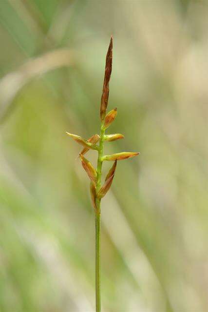 Image of Flea Sedge