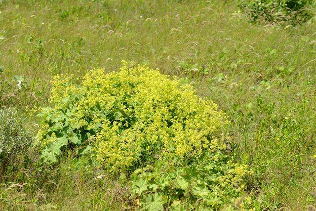 Image of lady's mantle