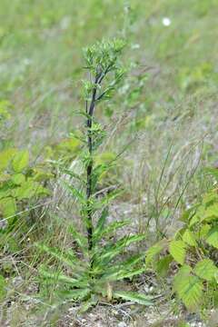 Image of <i>Carlina vulgaris</i> subsp. <i>longifolia</i>