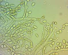 Image of Monilinia fructicola (G. Winter) Honey 1928