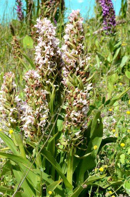 Dactylorhiza incarnata (L.) Soó resmi