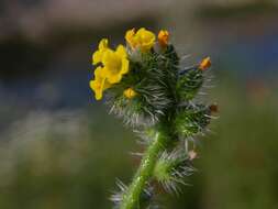 Image of fiddleneck