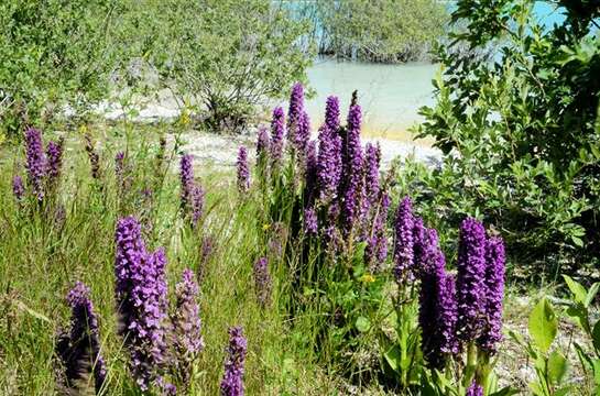 Image of Northern Marsh-orchid