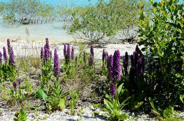 Image of Northern Marsh-orchid