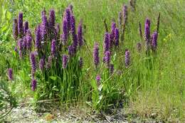 Image of Northern Marsh-orchid