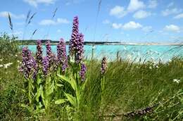 Image of Northern Marsh-orchid