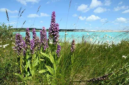 Image of Northern Marsh-orchid