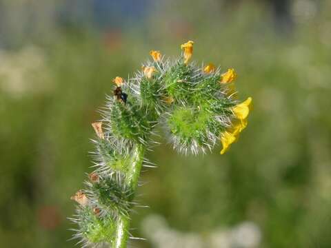 Image of fiddleneck