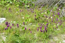 Image of Northern Marsh-orchid