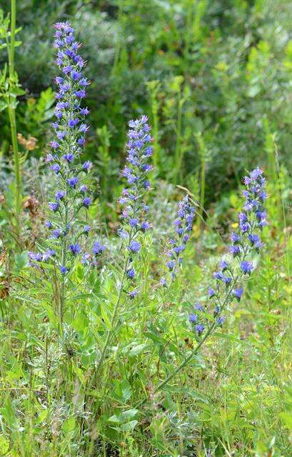 Imagem de Echium