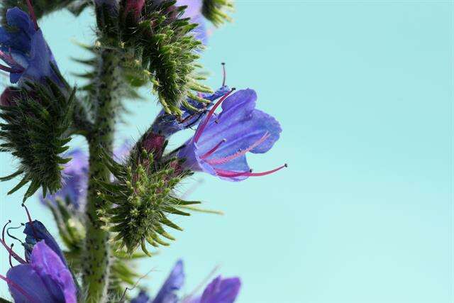 Imagem de Echium