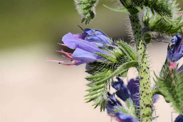 Imagem de Echium