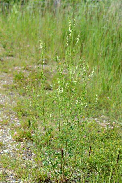 Image of Sweet Clover