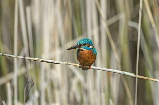 Image of Alcedo Linnaeus 1758