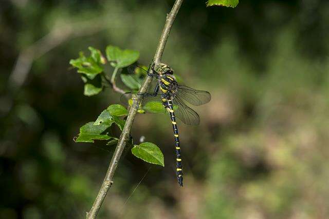 Image of <i>Cordulegaster boltoni</i>