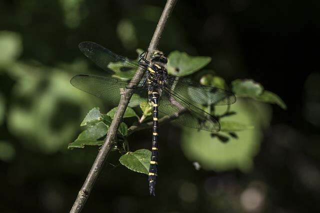 Image of <i>Cordulegaster boltoni</i>