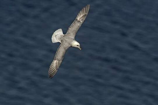 Image of Fulmar