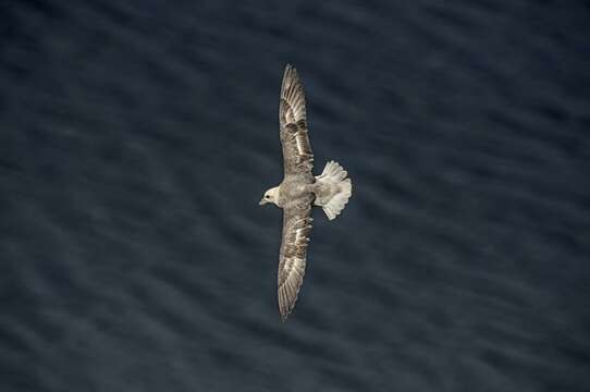 Image of Fulmar