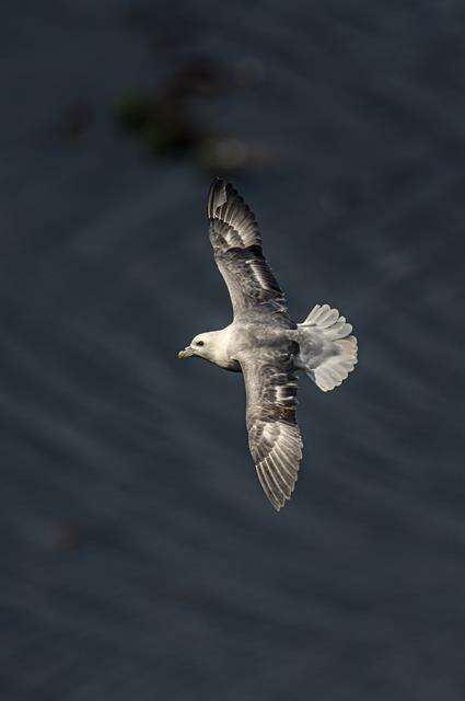 Image of Fulmar