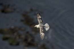 Image of Fulmar