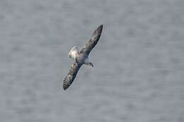 Image of Fulmar