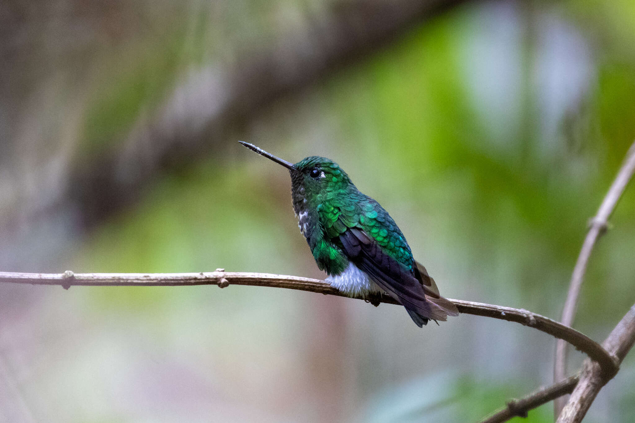 Image of Emerald-bellied Puffleg