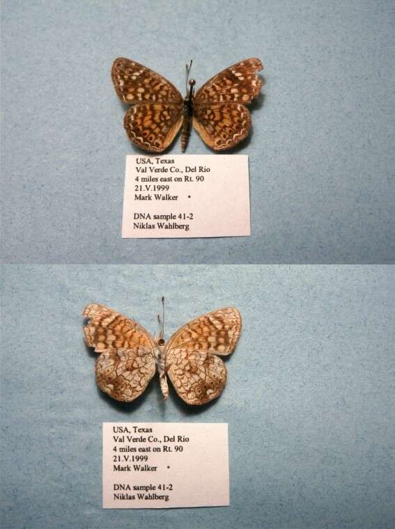 Image of Phyciodes graphica