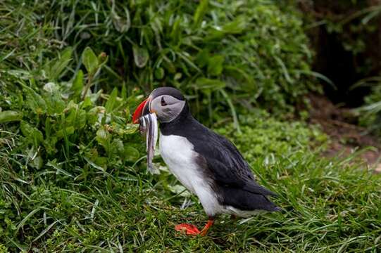 Image of Puffin