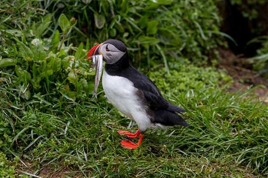 Image of Puffin