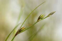 Imagem de Juncus foliosus Desf.