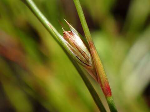 Image of Juncus foliosus Desf.