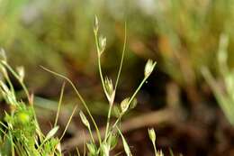 Imagem de Juncus foliosus Desf.