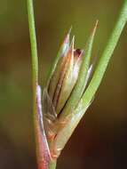 Image of Juncus foliosus Desf.