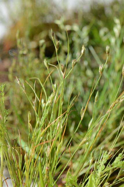 Imagem de Juncus foliosus Desf.