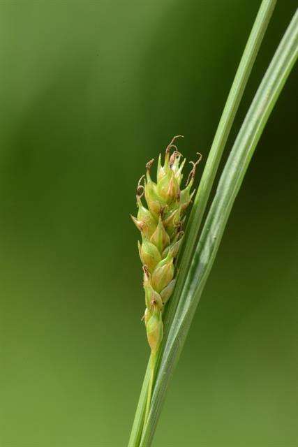 Image of distant sedge