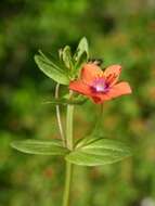 Image of Scarlet pimpernel