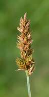 Image of brown sedge