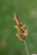 Image of brown sedge