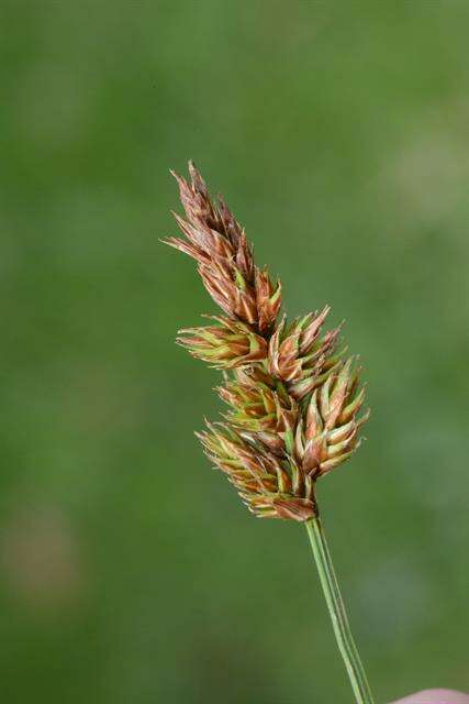 Image of brown sedge
