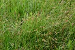 Image of brown sedge
