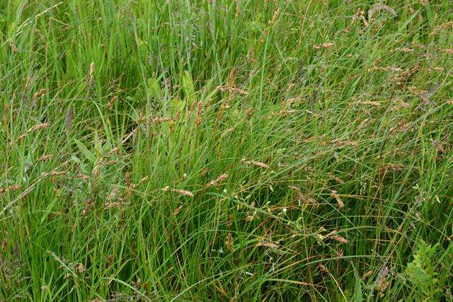 Image of brown sedge