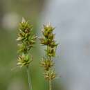 Image of <i>Carex pairae</i> F. W. Schultz