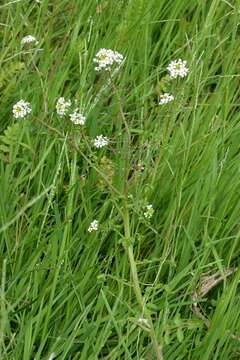 Image of yellowcress