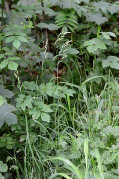 صورة Dactylis glomerata subsp. lobata (Drejer) H. Lindb.