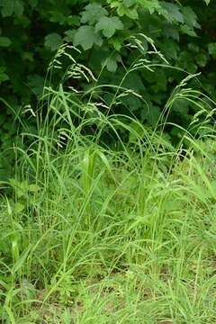 Image of Ascherson's orchardgrass