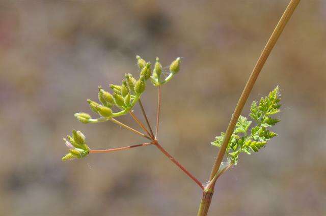 Image of chervil